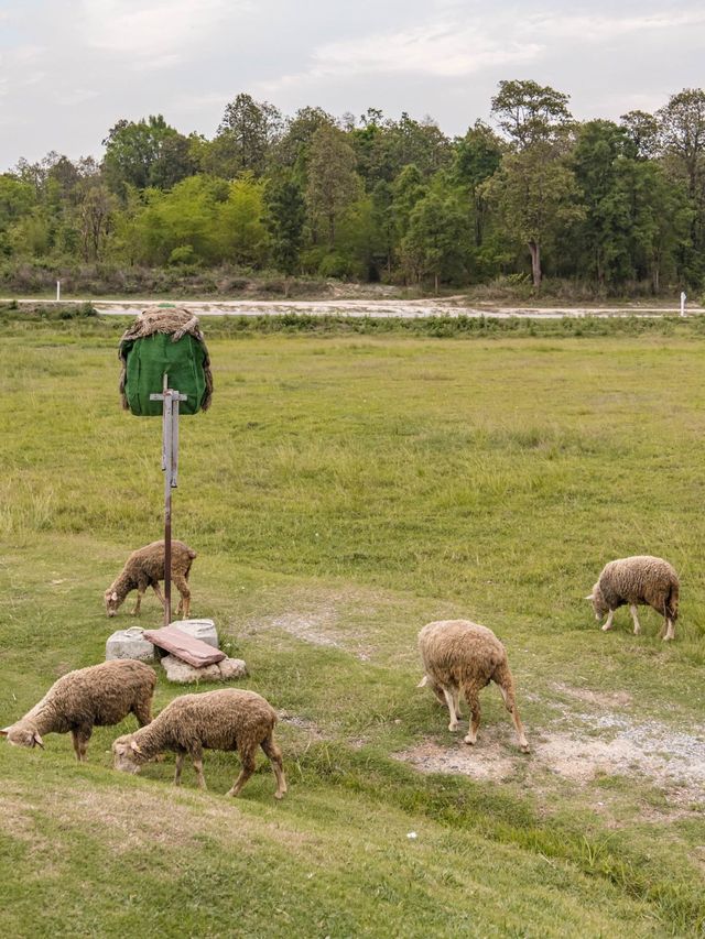 มุมถ่ายรูปฟีลเมืองนอก 🐑 ทุ่งเลี้ยงแกะห้วยตึงเฒ่า 