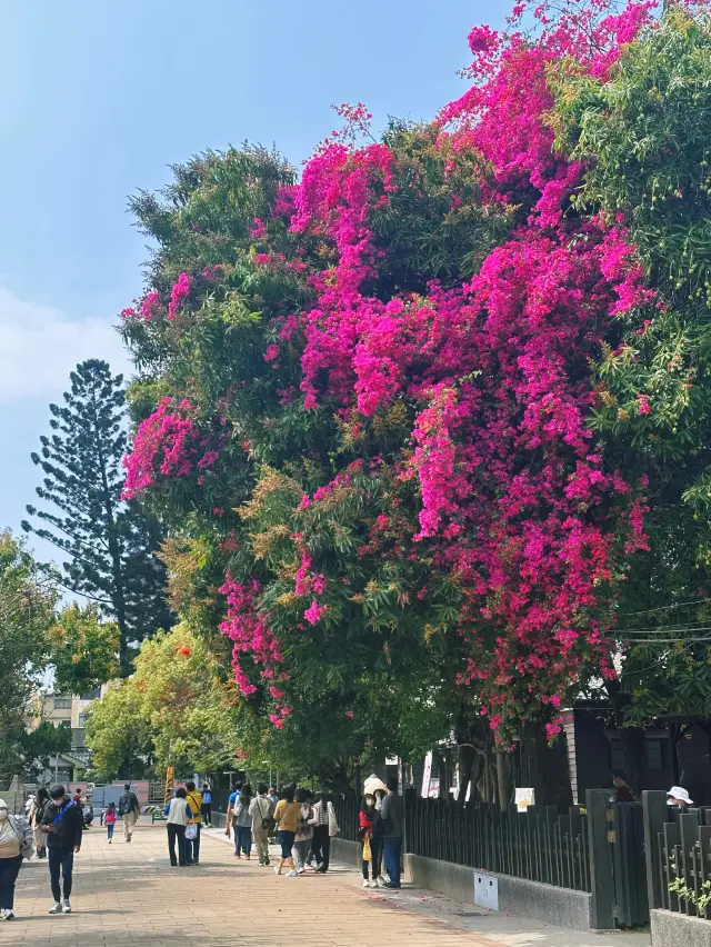 《嘉義》台灣最大日式建築群 愜意一日遊好去處-檜意森活村