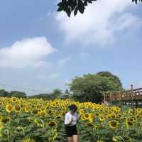 제주 해바라기 농장 ‘김경숙해바라기농장’