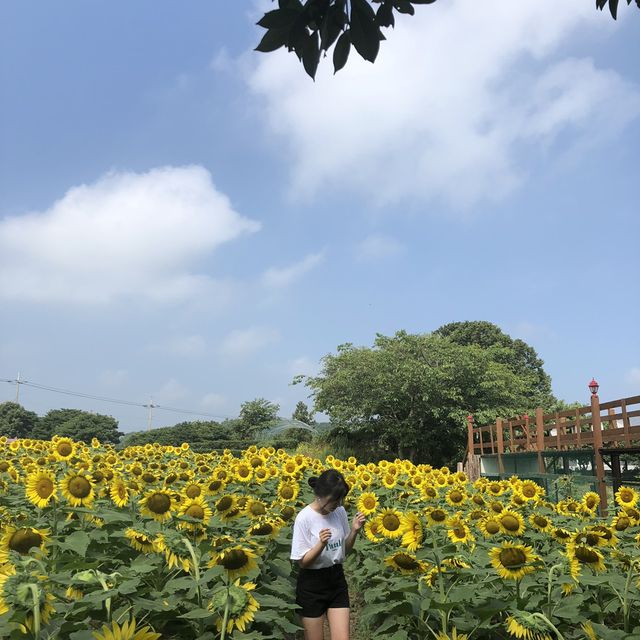 제주 해바라기 농장 ‘김경숙해바라기농장’