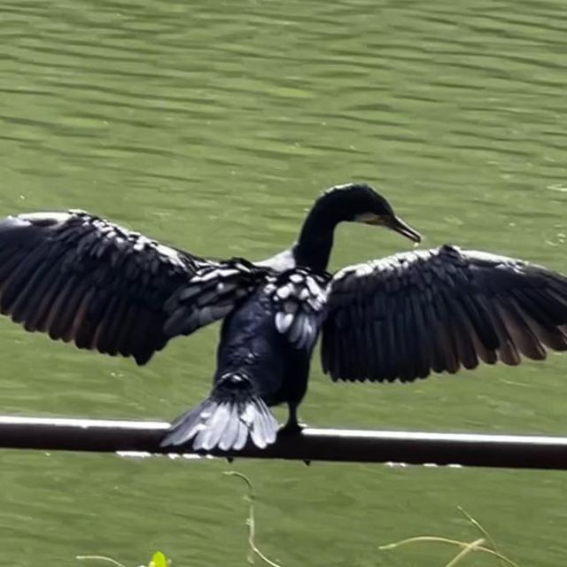 Inokashira park 