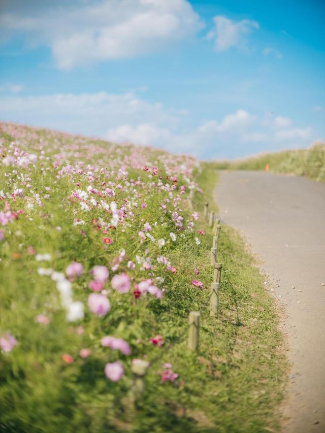 紅海漫遊驚艷絢爛🌺🌊🏞️ 國營常陸海濱公園