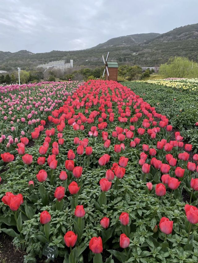 花海與歡樂童話🌺🎠🌳 國營明石海峽公園