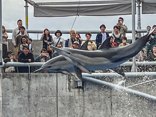 【大分県】 動物と"なかよくなる"水族館「大分マリーンパレス水族館うみたまご」🐬