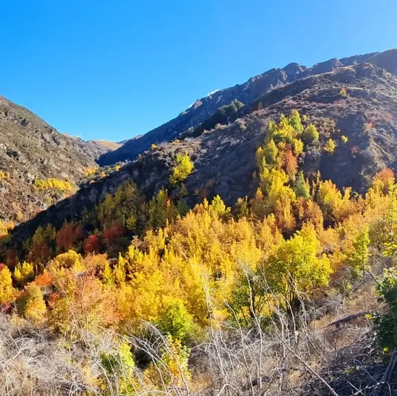 Sawpit Gully Track Walk at Arrowtown