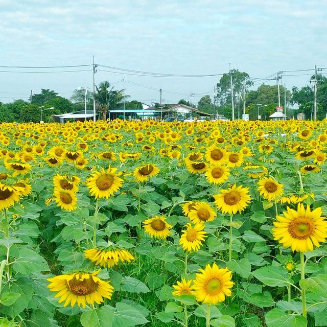 ทุ่งทานตะวันระแหง