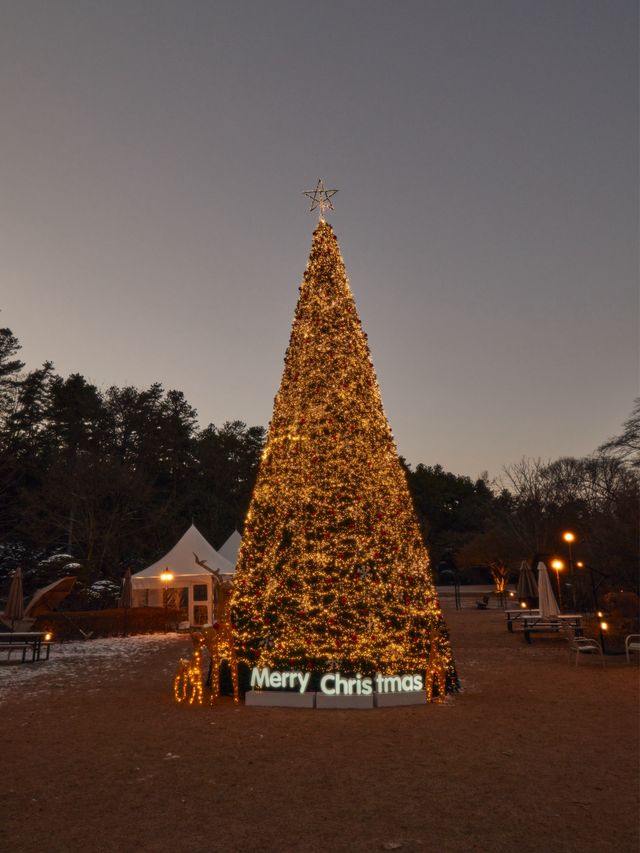 서울 근교 대형 크리스마스 트리 등장 카페나드🎄🎄