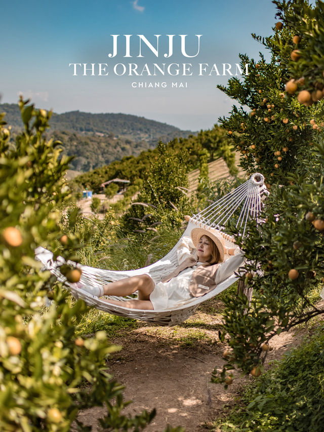 Jinju The Orange Farm สวนส้มที่ม่อนแจ่มฟีลเกาหลี🍊