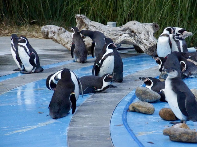 Saitama Children's Zoo