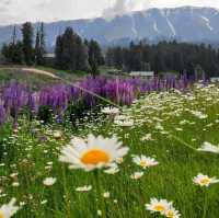 Gulmarg Wildlife Sanctuary