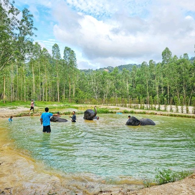 Elephant Care Park Phuket 