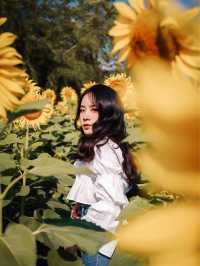 ไปถ่ายรูปกับดอกทานตะวันด้วยกันมั้ย🌻