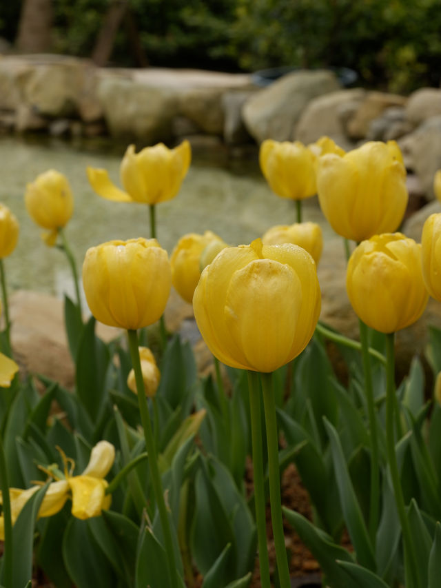 大埔小白鷺湖，鬱金香花園 