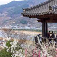 Gwangyang Maehwa Village (광양 매화마을)