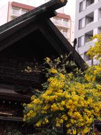藏前神社金合歡滿開