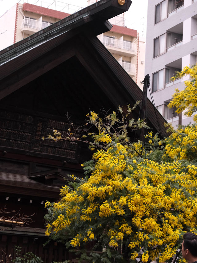 藏前神社金合歡滿開