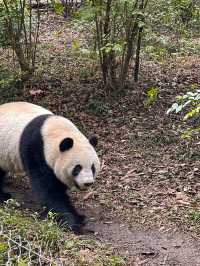 🐼 เยือนถิ่นแพนด้ายักษ์ 🐼 ‘เฉิงตู’ 🇨🇳