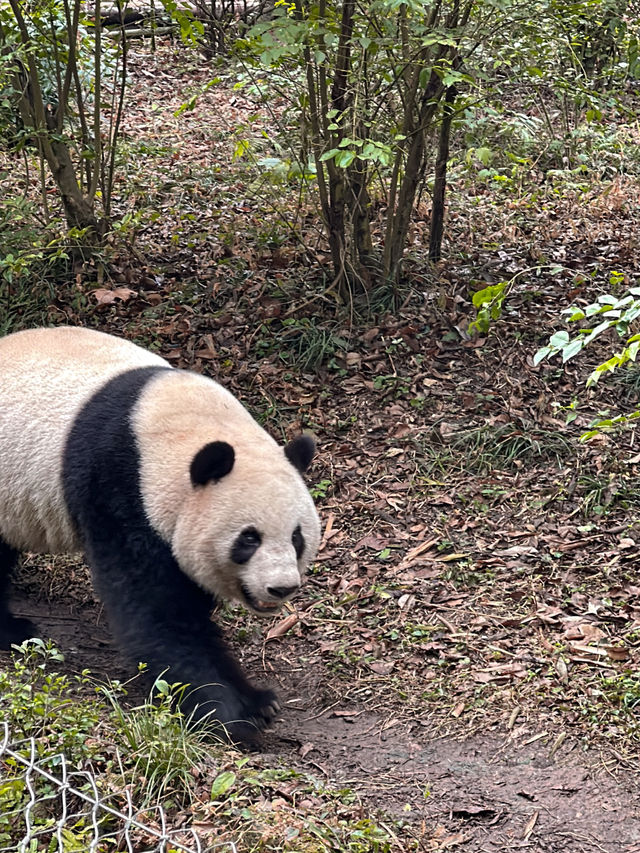 🐼 เยือนถิ่นแพนด้ายักษ์ 🐼 ‘เฉิงตู’ 🇨🇳