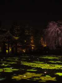 【京都×桜】桜のプロジェクションマッピングで彩られた庭園が美しい🤩※攻略のコツ情報付