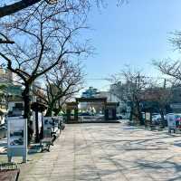 진해군항제 벚꽃명소 여좌천로망스다리 실시간 개화상황