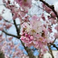 【神奈川】一足先に春の桜道🌸春めき桜穴場スポット！