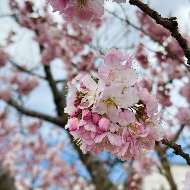 【神奈川】一足先に春の桜道🌸春めき桜穴場スポット！