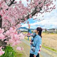 【神奈川】一足先に春の桜道🌸春めき桜穴場スポット！