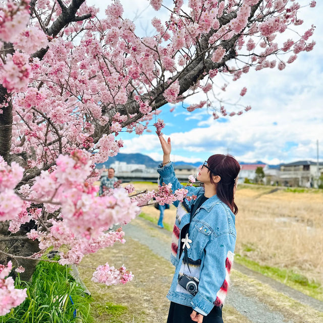 【神奈川】一足先に春の桜道🌸春めき桜穴場スポット！