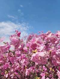 진잘래동산 벚꽃축제 인생샷🌸