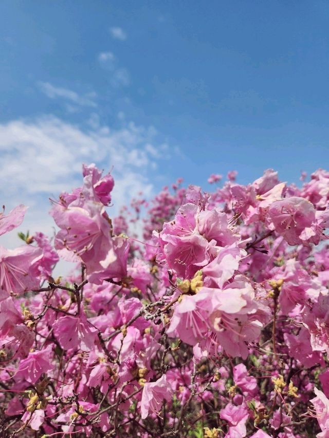 진잘래동산 벚꽃축제 인생샷🌸
