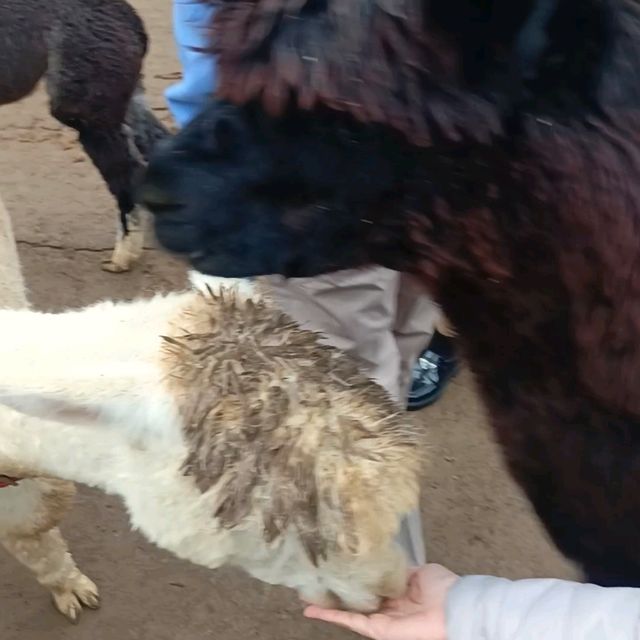 Alpaca World Trip