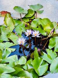 Beneath the Buddha: Lantau Island's Icon