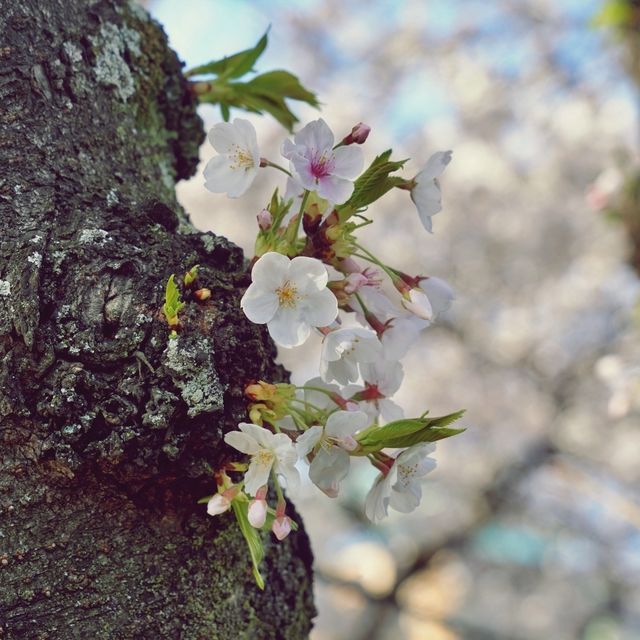 🌸 봄의 향연, 삼도일동에서 느끼는 제주의 봄