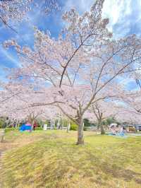 【稲美町】車でいく桜が素晴らしい公園