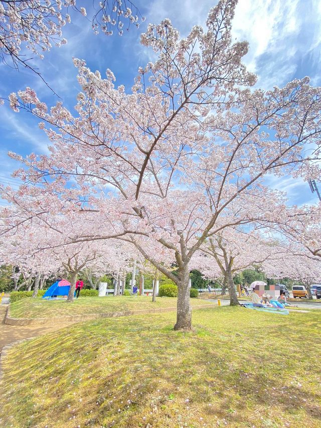 【稲美町】車でいく桜が素晴らしい公園