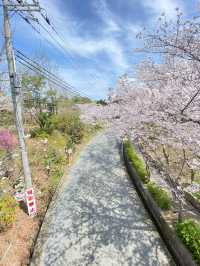 【稲美町】車でいく桜が素晴らしい公園