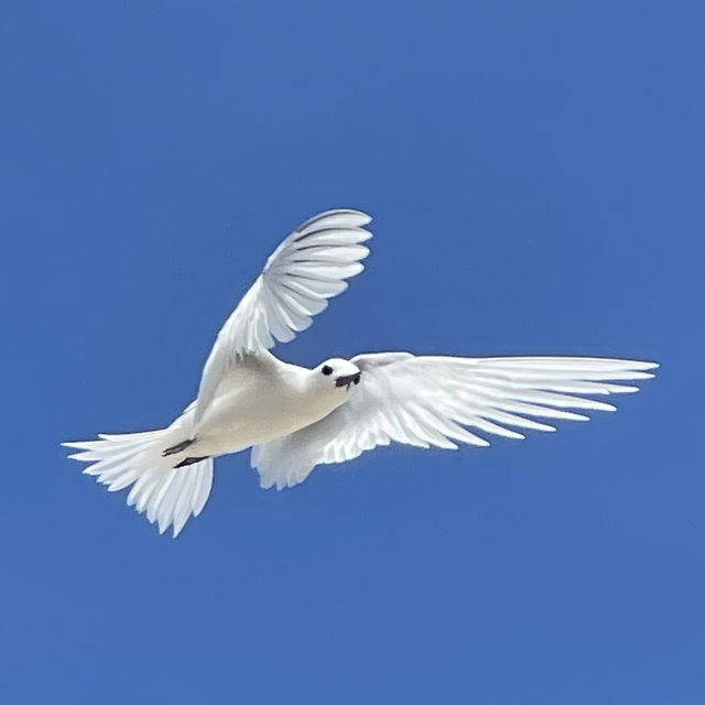 The symbol of Addu Atoll 