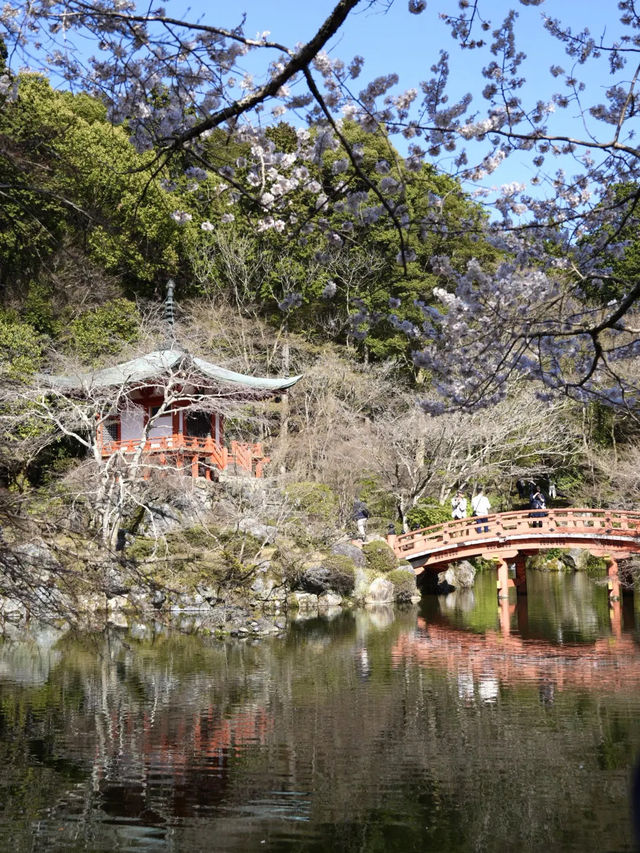 【絶対に見ておきたい桜】京都でいち早く見頃を迎えるスポット