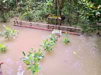 Kukup Island Johor National Park