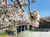 🌸京都嵐山渡月橋：櫻花盛開，春日京都的象徵