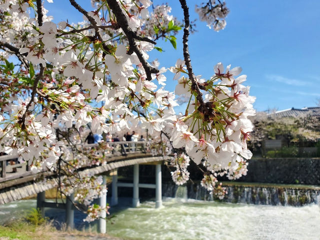 🌸京都嵐山渡月橋：櫻花盛開，春日京都的象徵