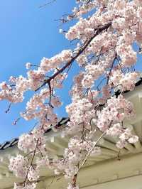 아련함 가득한 수양벚꽃 보고 가세요🌸