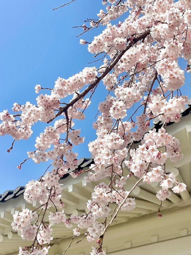 아련함 가득한 수양벚꽃 보고 가세요🌸