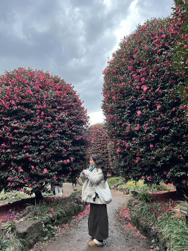 겨울에 빠질 수 없는 제주 동백이 가득한 동백수목원🌺
