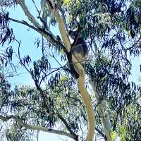 Mount Lofty Summit @ Adelaide South Australia 🇦🇺