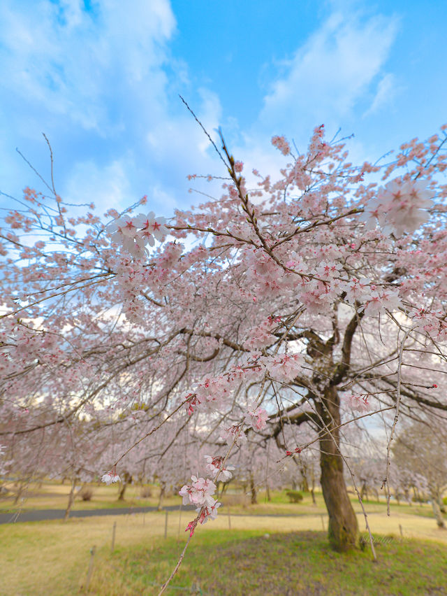 【栃木】春爛漫な春景色