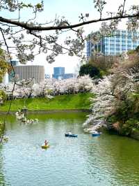東京　東京観光　千鳥ヶ淵緑道の桜並木は最高！
