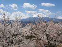 Cherry Blossom viewing at Chureito pagoda