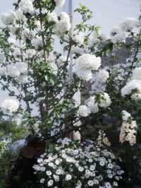 深圳賞花，大灣區花展