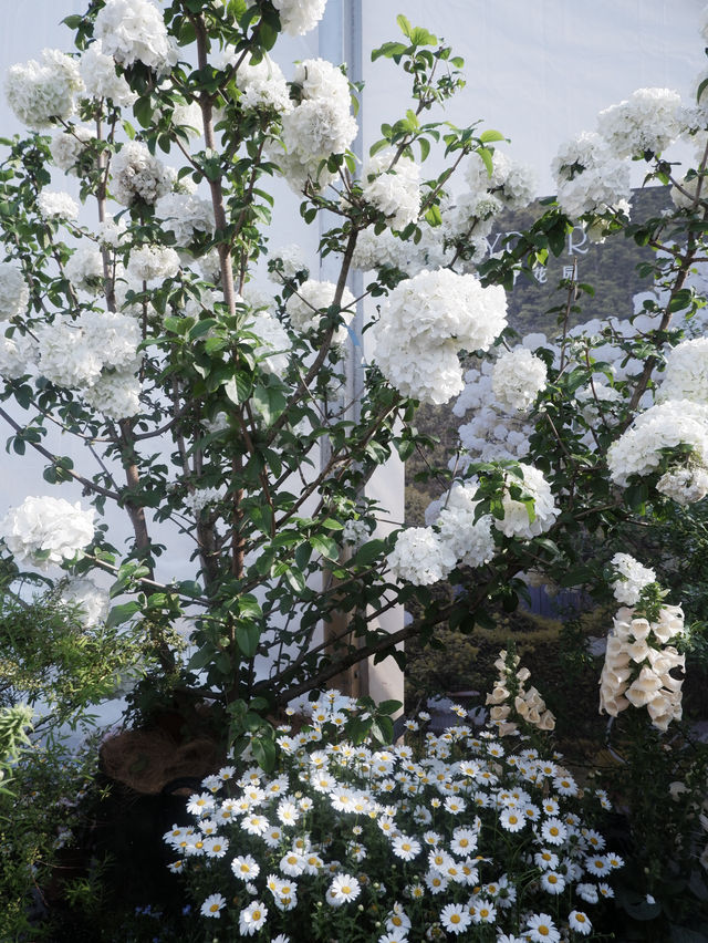 深圳賞花，大灣區花展